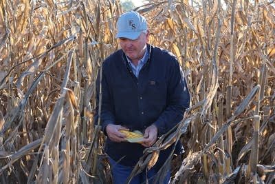 'The corn cannibalized itself': How a dry summer walloped southwest Minnesota