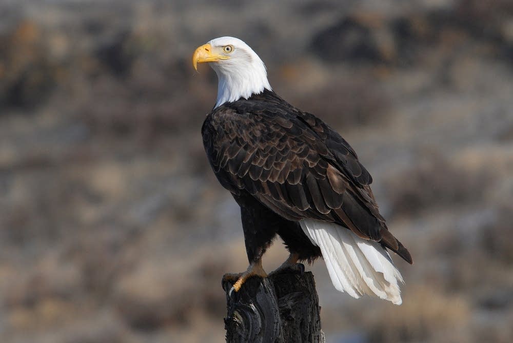 A bald eagle spotted in Minnesota