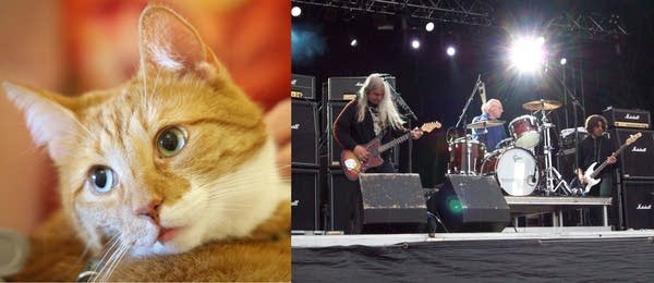 Old cat and Dinosaur Jr