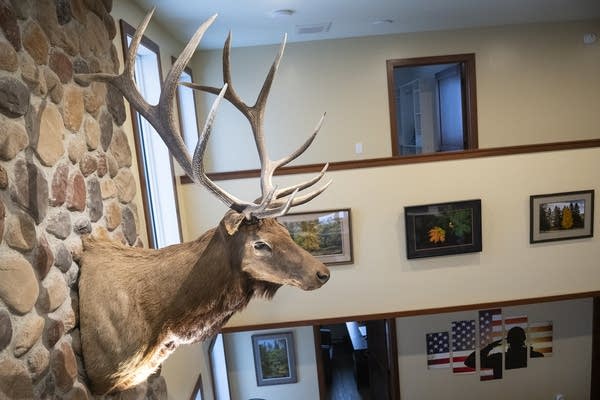 A large elk hangs on the wall