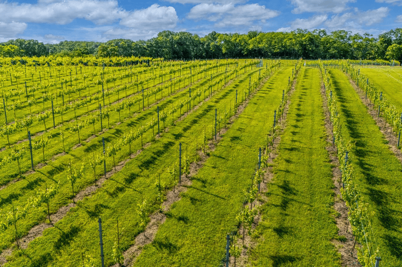 Vines grow on a grape farm