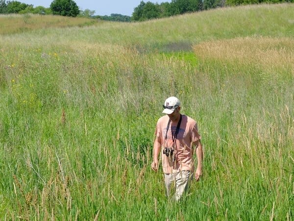 Anthony Cortilet looks for invasive Palmer amaranth