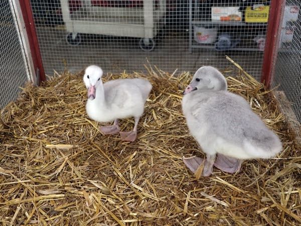two young swans on a bed of straw