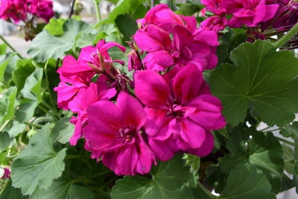 Weekend weather: Springy; shower chance on Sunday