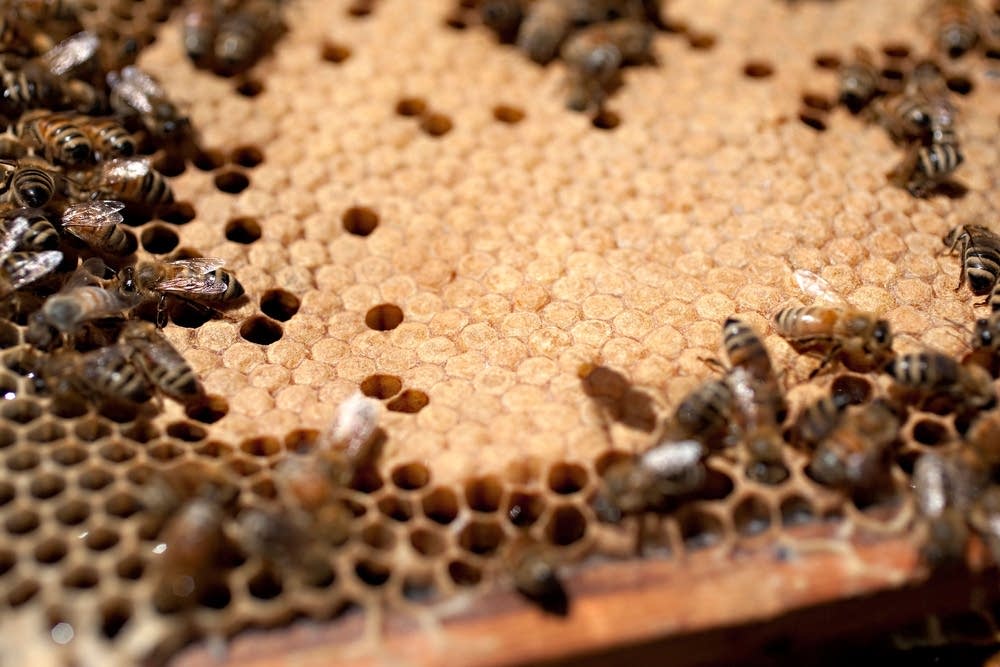Healthy colony