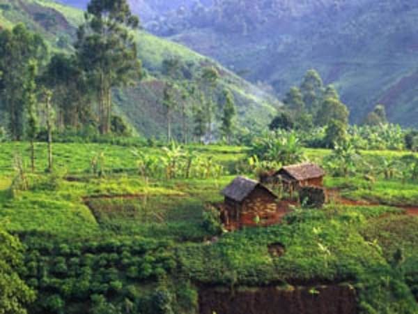 Farm at Forest Edge