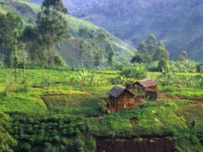Farm at Forest Edge