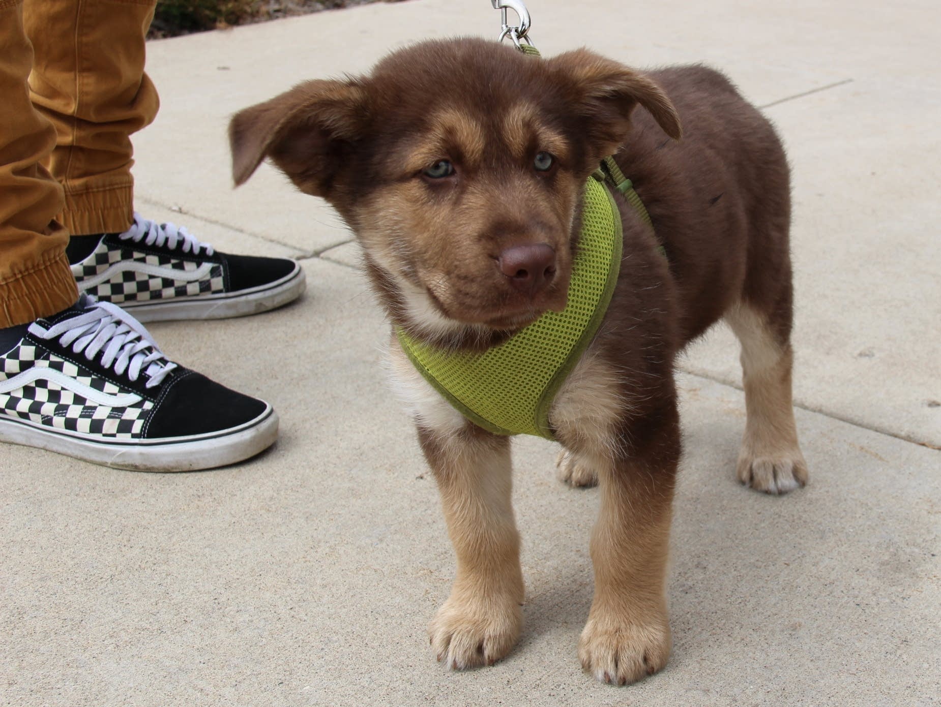 A puppy mix waits with its owner in line to get vaccinations.