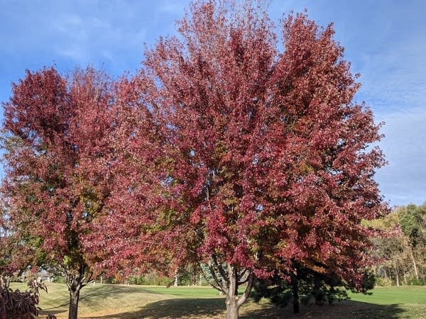 Fall colors at the Weather Lab