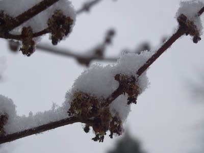 Snow buds