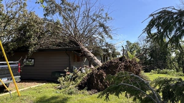A tree pulled out of the ground