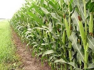 527 20060303_cornfield_2