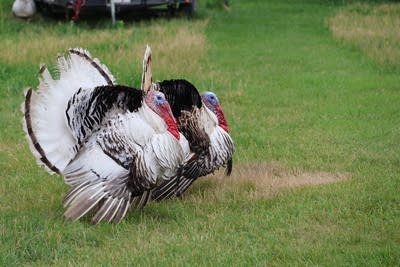 An early surge confirms bird flu is back in Minnesota