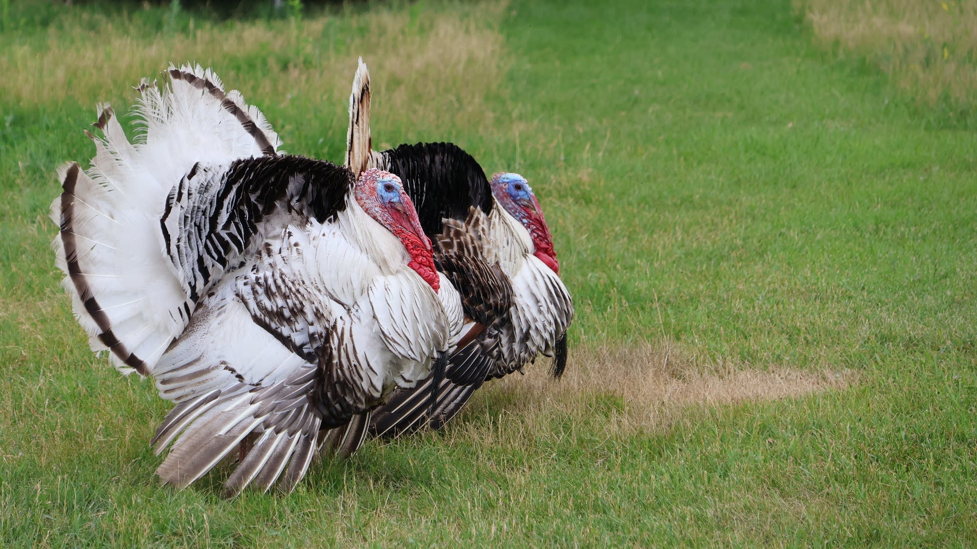 Bird flu cases surge early in Minnesota