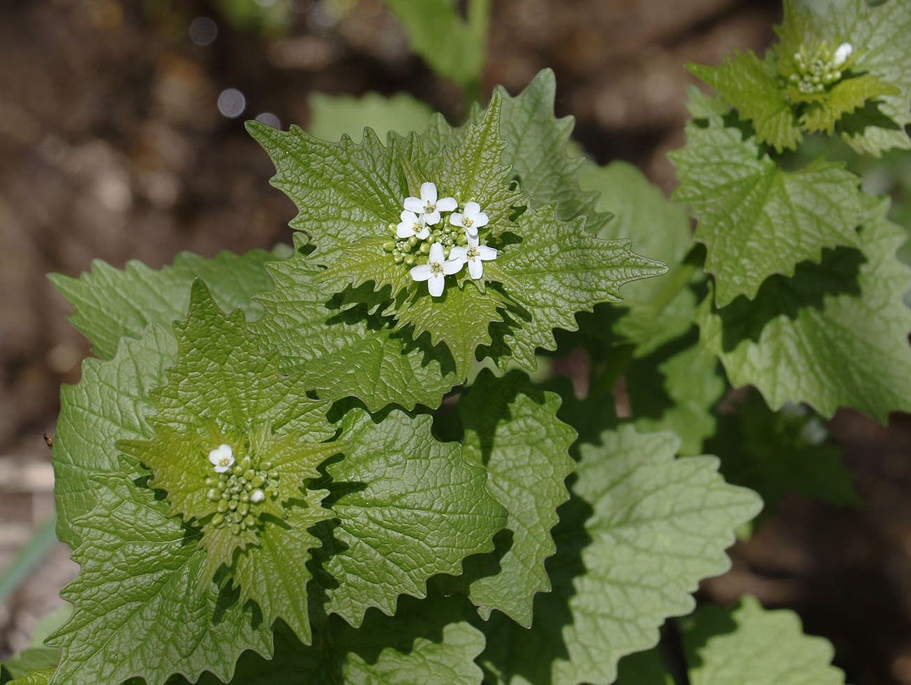 Photos Spring wildflowers in Minnesota MPR News