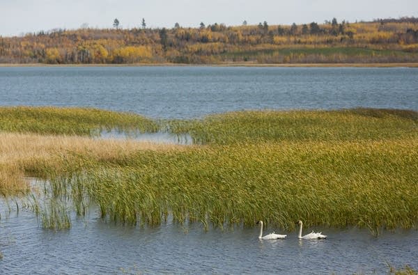 Swans swim on a manmade lake