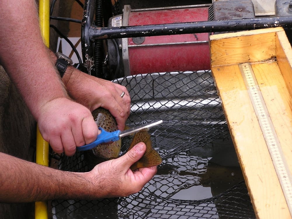 Fish clipping