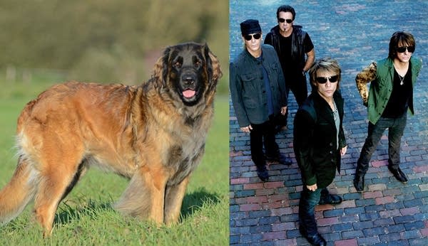 Medium dog and Bon Jovi