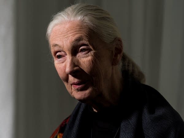 Dr. Jane Goodall arrives for a National Geographic event in January.