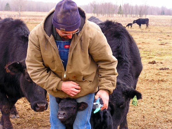 Tagging calves