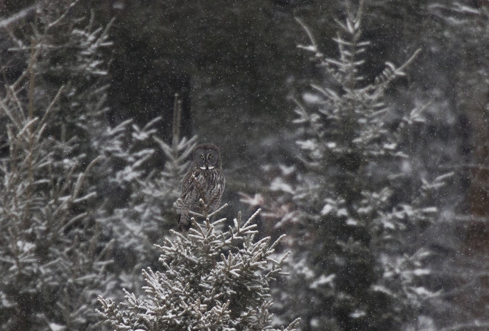 A great grey owl sits atop a spruce tree north of Two Harbors.