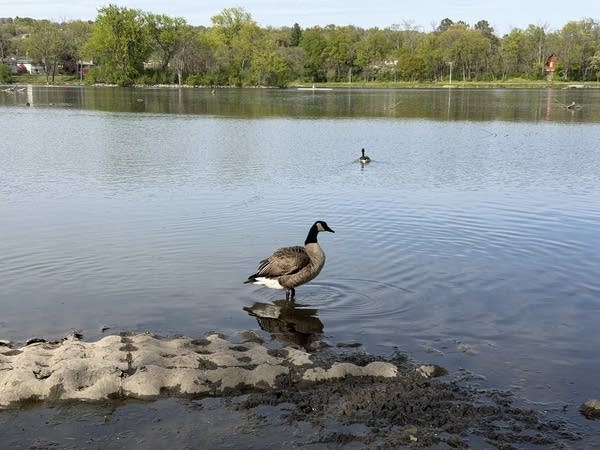 A goose stands in the water of a lake.