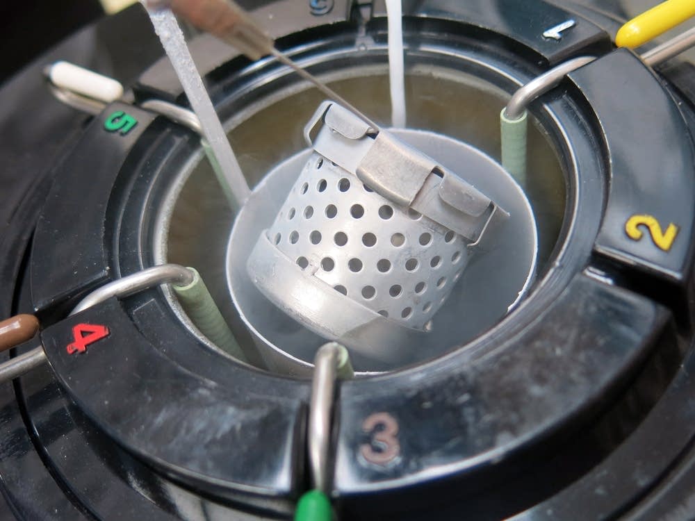 Hundreds of fly embryos are stored in a container.