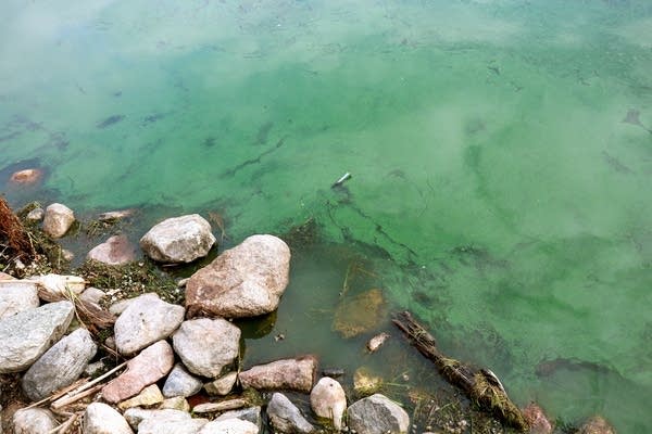 ‘Green blue slime:’ More Minnesota beaches close due to toxic algal blooms