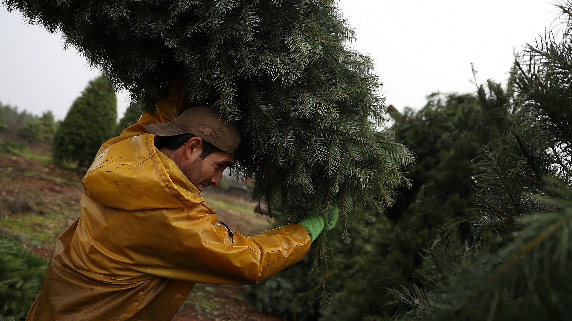 Christmas tree prices rise amid postrecession scarcity MPR News