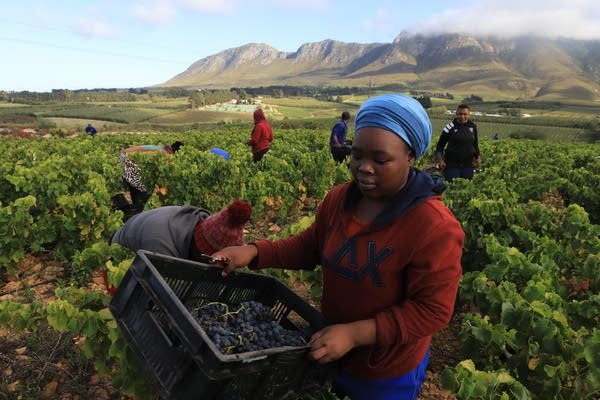 South Africa's winemakers have struggled to export due to COVID-19 restrictions.