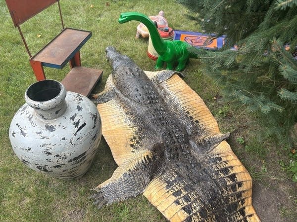 A large vase and an even larger alligator skin are laid out on the ground.