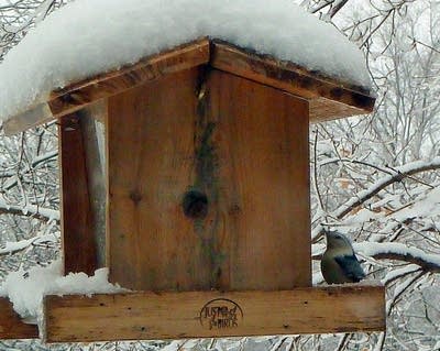 Bird at birdfeeder