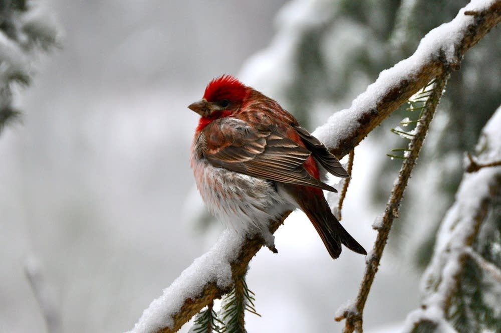 Purple finch