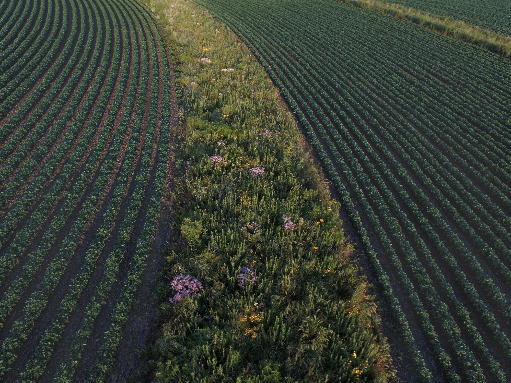 The Genius of Prairie Strips Field Work