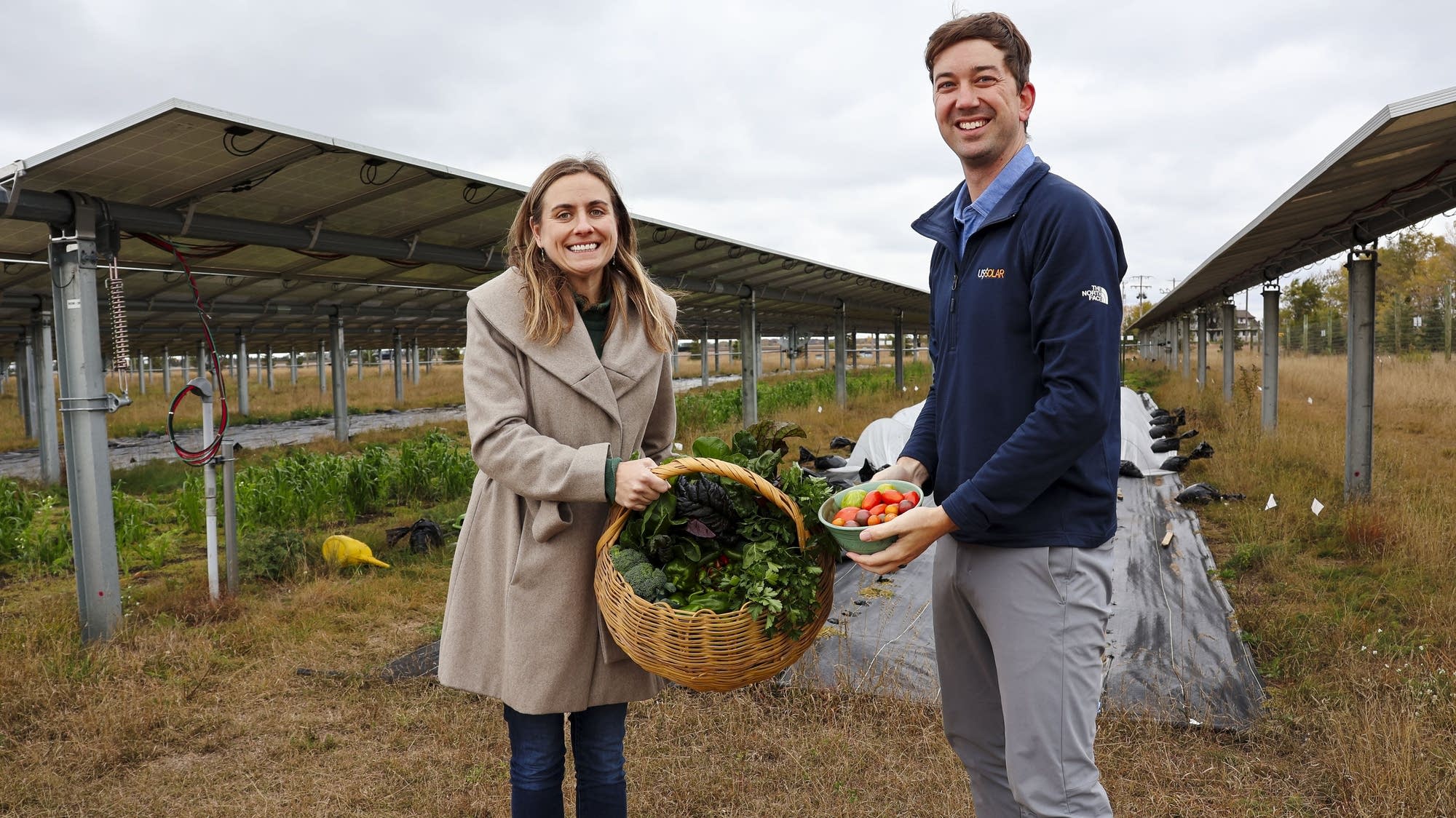 Mixing solar and farming could be key to clean energy future - Vimarsana News