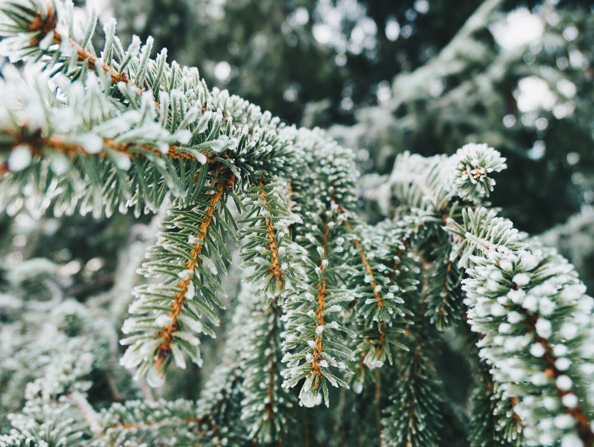 Snow coats an evergreen tree.