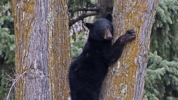 A black bear climbs a tree in downtown Duluth on May 6, 2015.