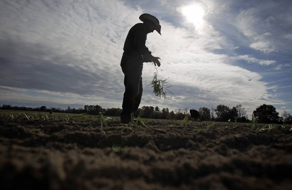 Field worker