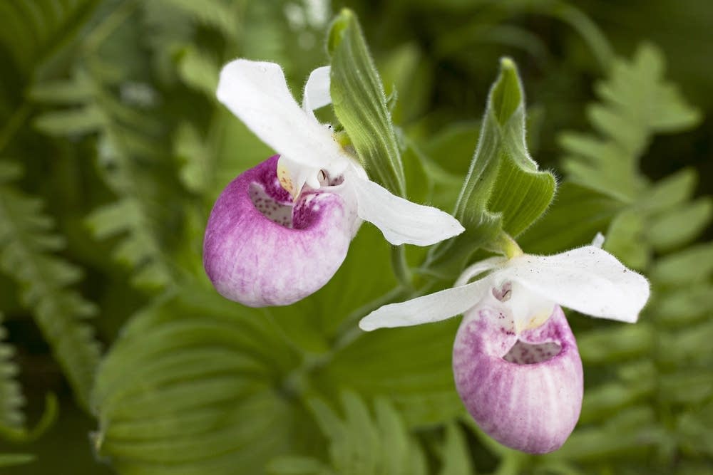 Lady's slipper orchids