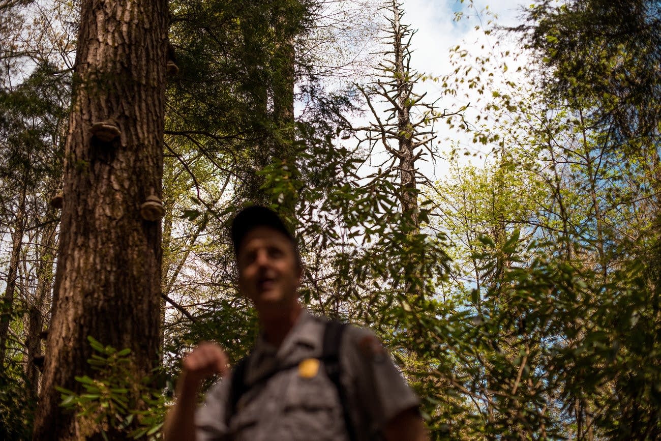 the methods in dealing with the hemlock woolly adelgid in the great smoky mountains national park Adelgids were first spotted in east tennessee in 2002 and have killed many hemlocks in the great smoky mountains national park and the cherokee national forest in both places, hemlocks are being treated to combat the invasion. the methods in dealing with the hemlock woolly adelgid in the great smoky mountains national park Adelgids were first spotted in east tennessee in 2002 and have killed many hemlocks in the great smoky mountains national park and the cherokee national forest in both places, hemlocks are being treated to combat the invasion.