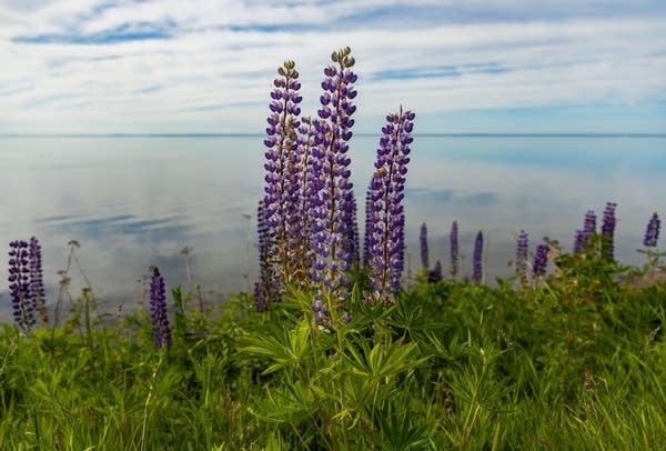 Invasive lupine, a lovely lightning rod on Minnesota's North Shore 