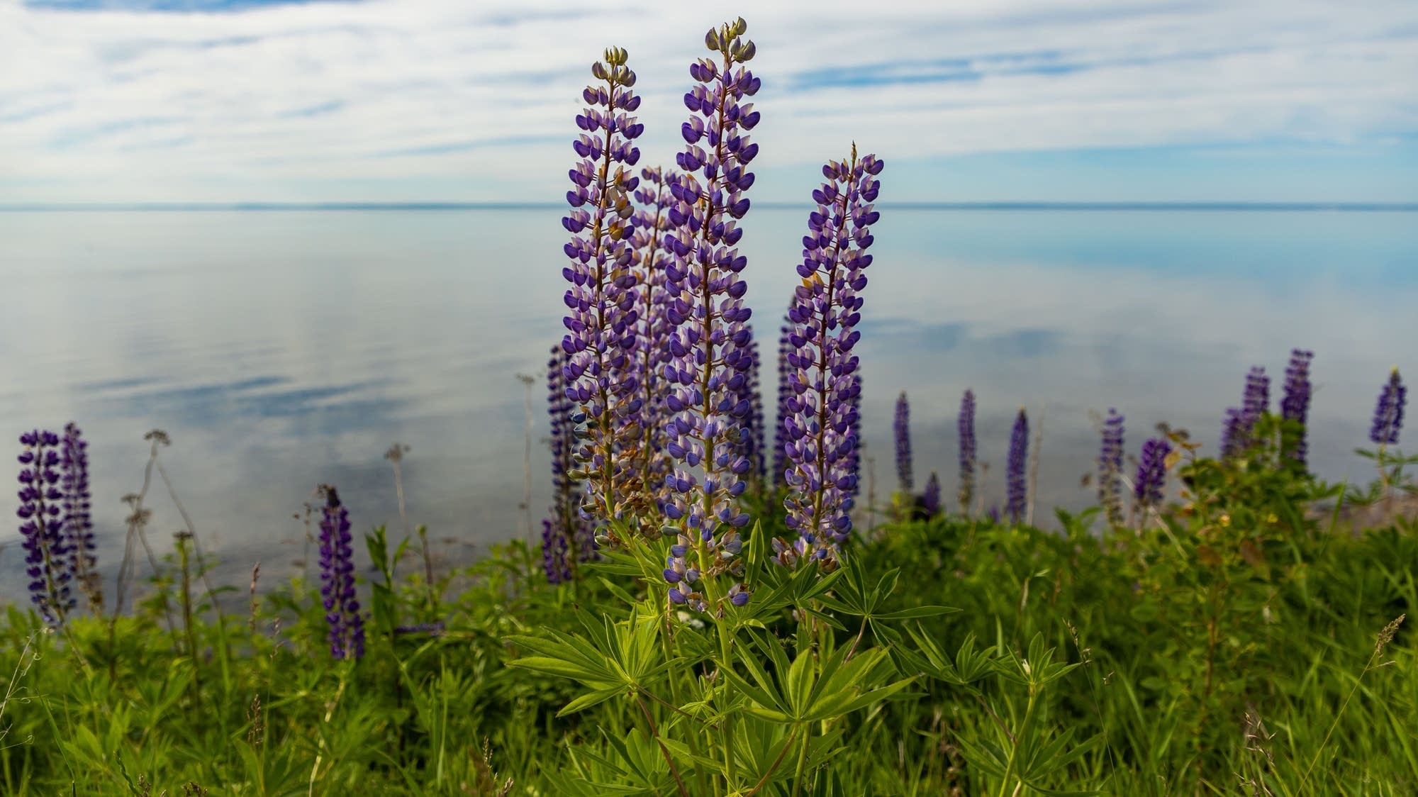Invasive lupine, a lovely lightning rod on Minnesota's North Shore