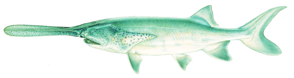 Paddlefish