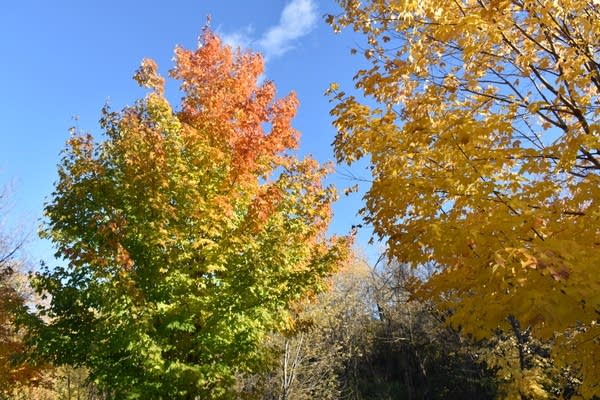 Weekend weather: Mild temps, mostly dry; fall color spreads up north