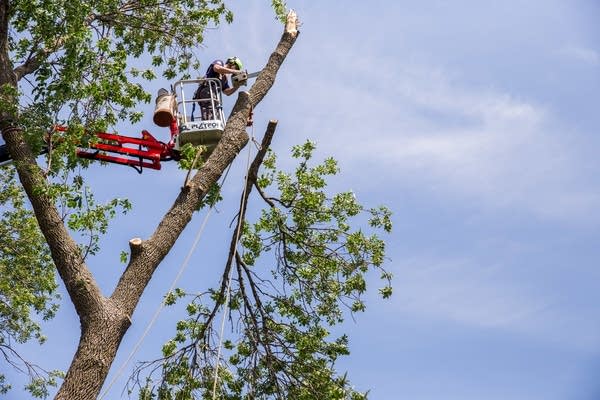 Jordan Carlson trims an ash tree.