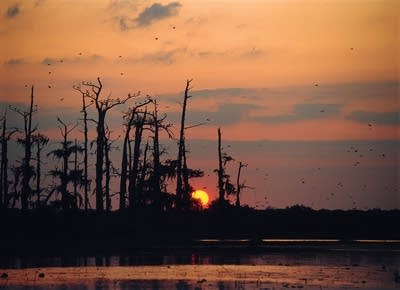 Sunset on the bayou