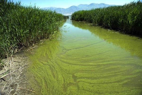 An algae bloom in Provo Bay