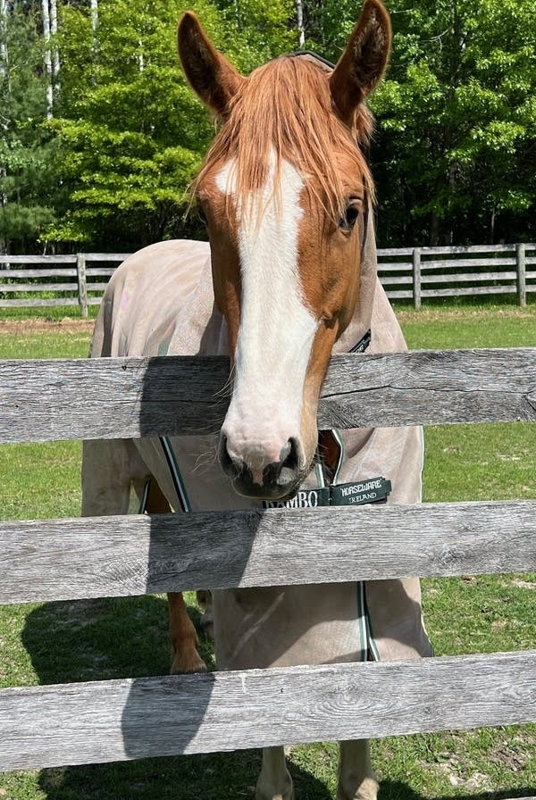 horse - morning announcements