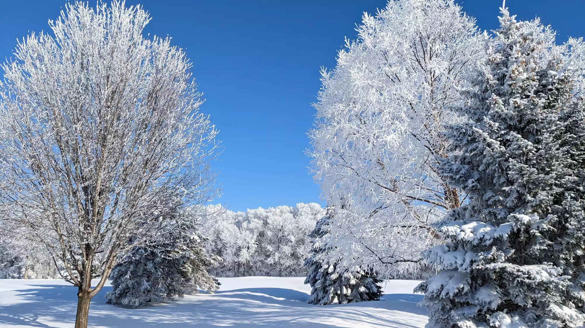 Spectacular icy tree show likely again this weekend; 