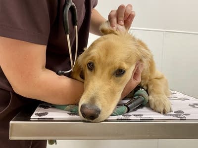 Meds for pets! Minnesota becomes fourth state to adopt veterinary drug donation law